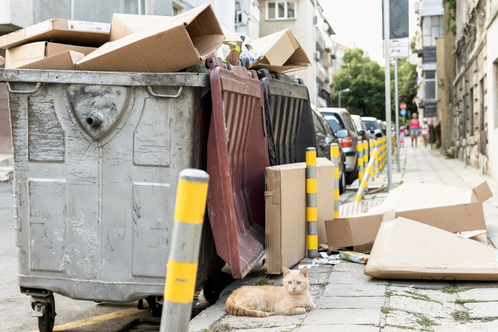 A cat perched on the edge of a garbage can, with a backdrop of an outdoor junk removal service in Honolulu, HI.